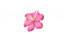 logo clematite